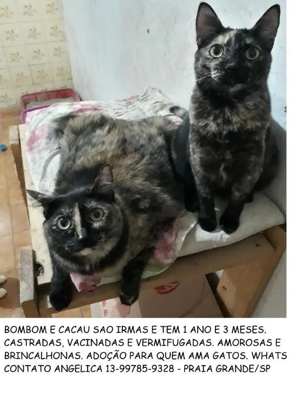 Gato ra a felino idade 1 ano nome bombom