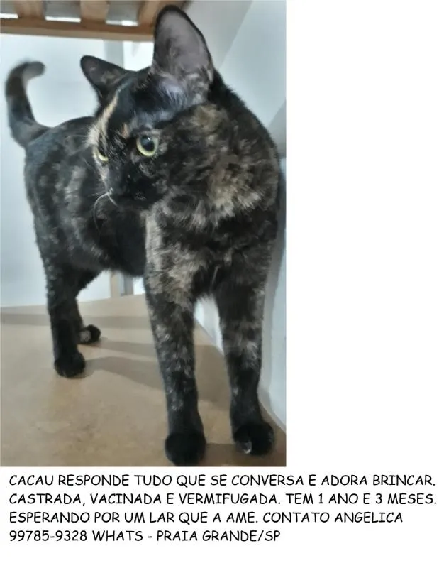 Gato ra a felino idade 1 ano nome cacau
