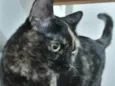 cacau