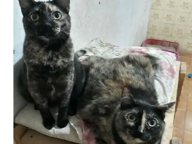 Gato ra a felino idade 1 ano nome cacau