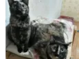 cacau