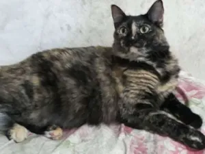 Gato raça felino idade 1 ano nome bombom