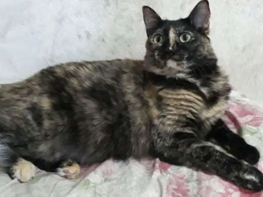 Gato ra a felino idade 1 ano nome bombom