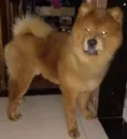 Simba