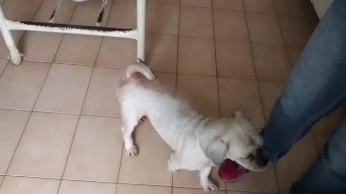 Cachorro ra a Lhasa Apso idade 4 anos nome ALFREDO