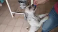 ALFREDO