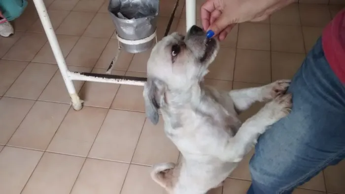 Cachorro ra a Lhasa Apso idade 4 anos nome ALFREDO