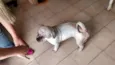ALFREDO