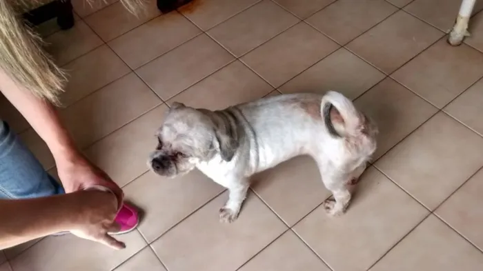 Cachorro ra a Lhasa Apso idade 4 anos nome ALFREDO