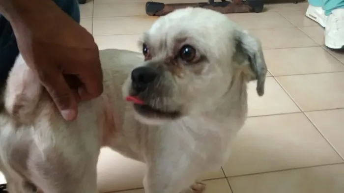 Cachorro ra a Lhasa Apso idade 4 anos nome ALFREDO