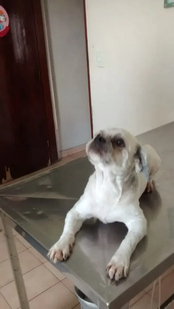 Cachorro ra a Lhasa Apso idade 4 anos nome ALFREDO
