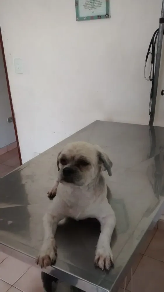 Cachorro ra a Lhasa Apso idade 4 anos nome ALFREDO