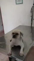 ALFREDO
