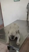 ALFREDO