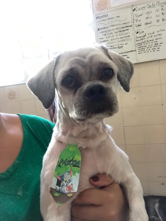 Cachorro ra a Lhasa Apso idade 4 anos nome ALFREDO