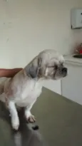 ALFREDO