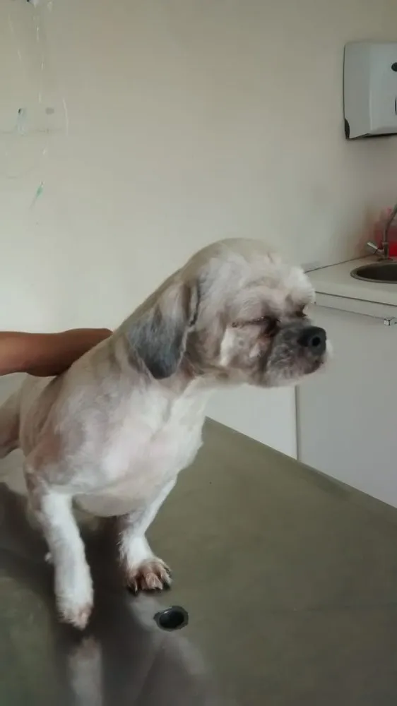 Cachorro ra a Lhasa Apso idade 4 anos nome ALFREDO