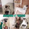 ALFREDO