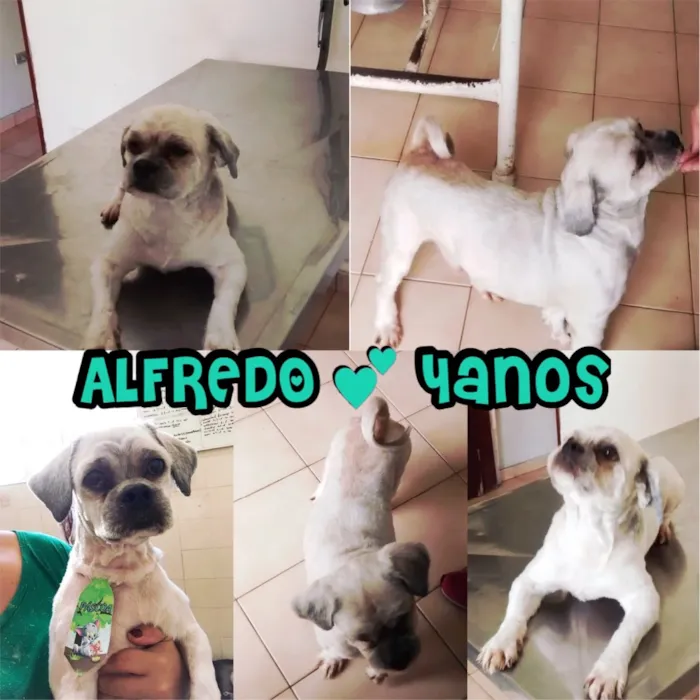 Cachorro ra a Lhasa Apso idade 4 anos nome ALFREDO