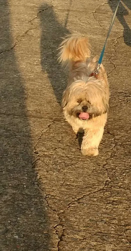 Cachorro ra a Shitzu idade 3 anos nome Meni