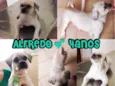 ALFREDO
