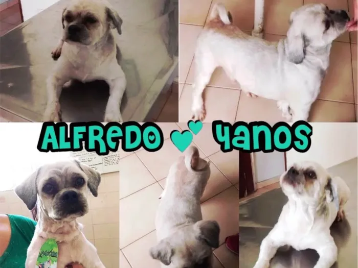 Cachorro ra a Lhasa Apso idade 4 anos nome ALFREDO