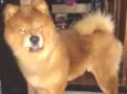 Simba