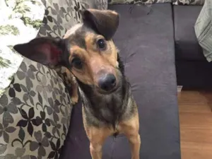 Cachorro raça Srd idade 3 anos nome Blessed