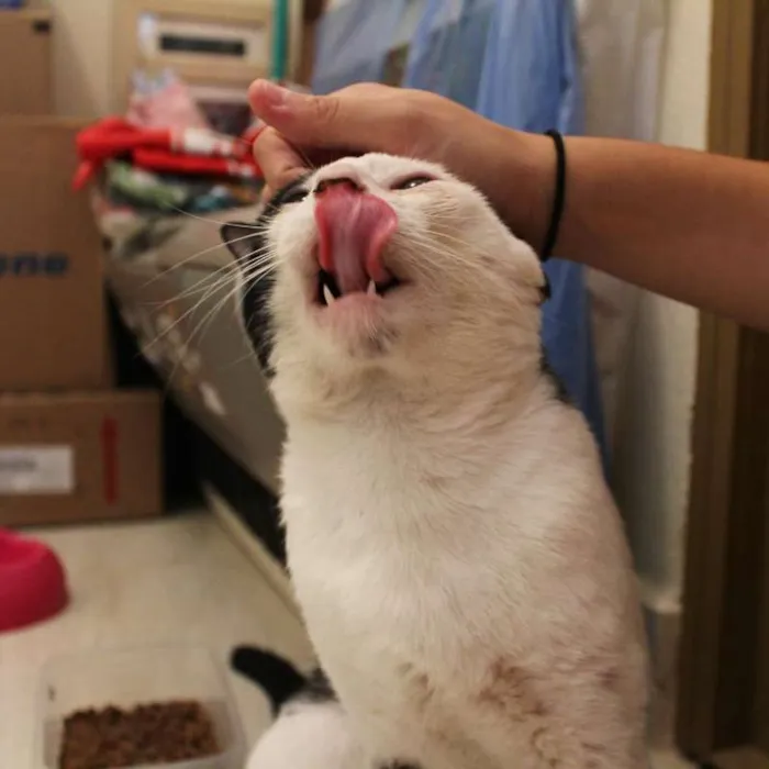 Gato ra a SRD idade 1 ano nome Champignon