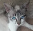 Safira 