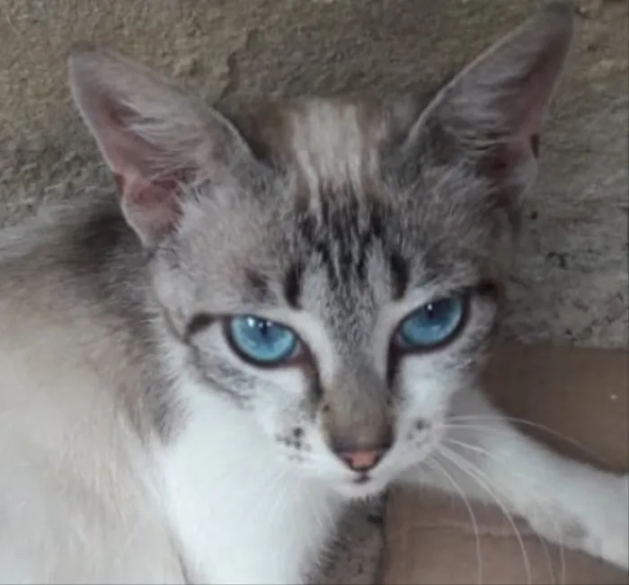 Gato ra a SRD idade 7 a 11 meses nome Safira 