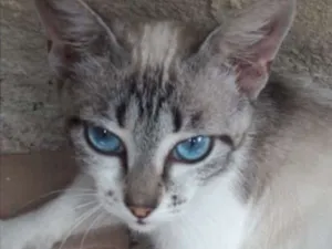 Gato raça SRD idade 7 a 11 meses nome Safira 