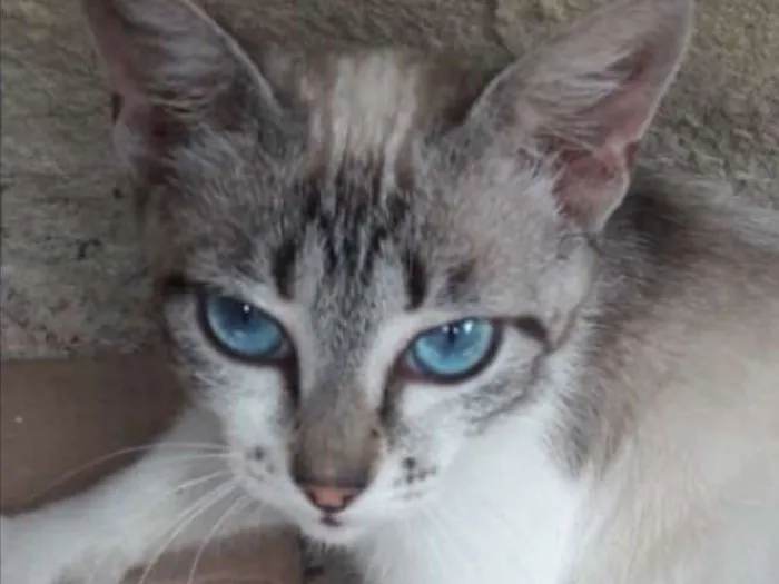 Gato ra a SRD idade 7 a 11 meses nome Safira 