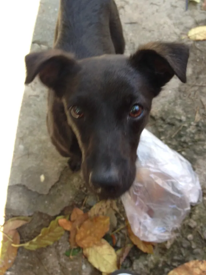 Cachorro ra a Vira lata idade 2 anos nome July