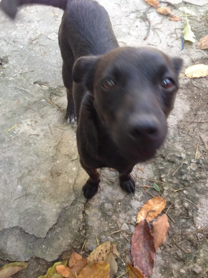Cachorro ra a Vira lata idade 2 anos nome July
