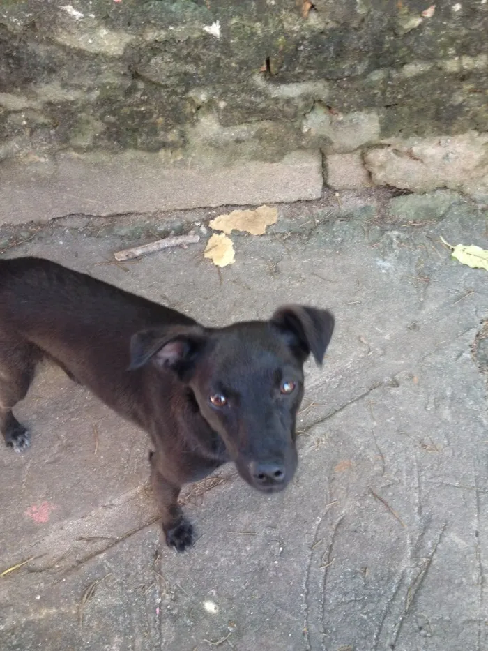 Cachorro ra a Vira lata idade 2 anos nome July