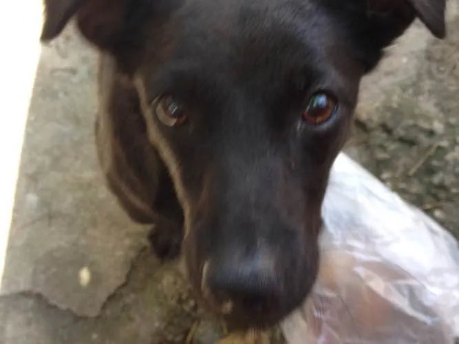 Cachorro ra a Vira lata idade 2 anos nome July