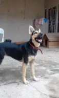 Baboo