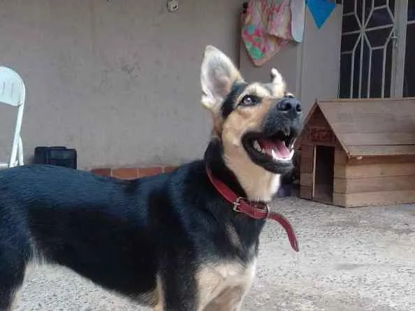 Cachorro raça Pastora alemã mestiça  idade 2 anos nome Baboo