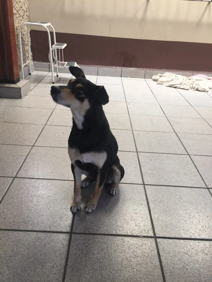 Cachorro ra a SRD idade 1 ano nome Paçoca
