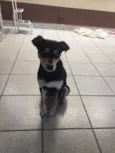 Paçoca