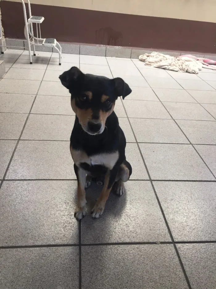 Cachorro ra a SRD idade 1 ano nome Paçoca
