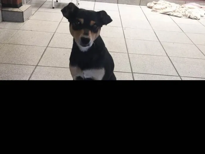 Cachorro ra a SRD idade 1 ano nome Paçoca