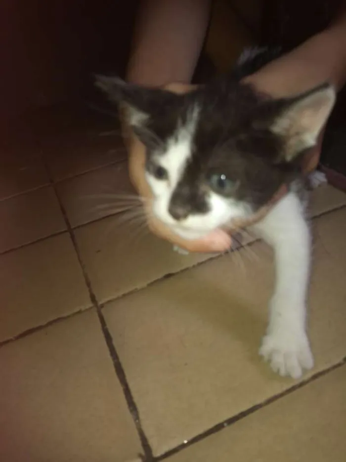 Gato ra a Vira-lata idade 2 a 6 meses nome Nome a escolher