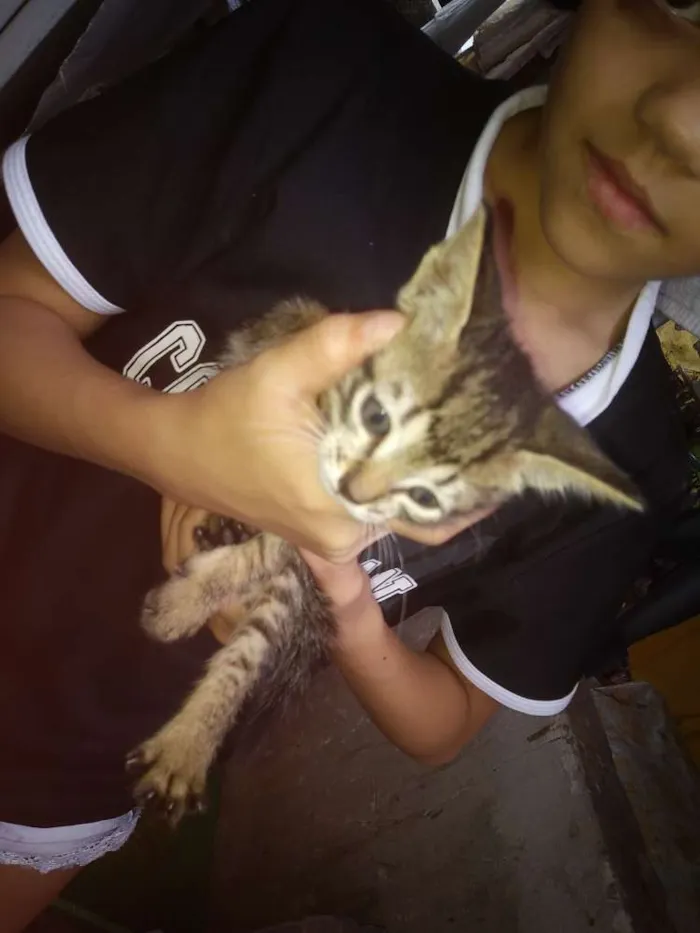 Gato ra a Filhote idade 2 a 6 meses nome Nome a escolher