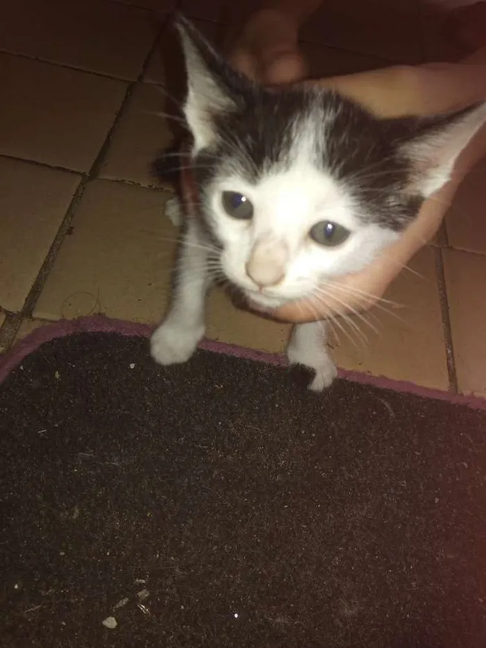 Gato ra a Filhote idade 2 a 6 meses nome Nome a escolher