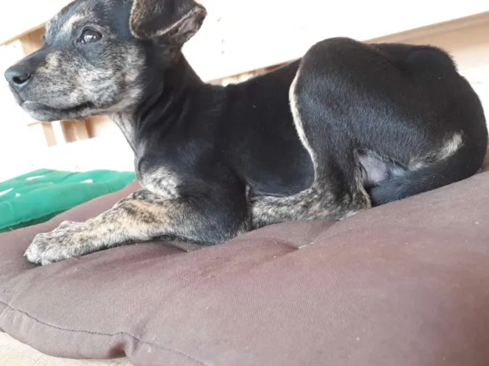 Cachorro ra a SRD idade Abaixo de 2 meses nome Nino