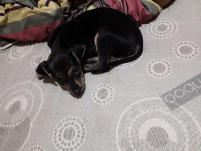 Cachorro ra a SRD idade Abaixo de 2 meses nome Nino