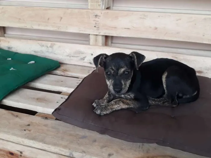 Cachorro ra a SRD idade Abaixo de 2 meses nome Nino