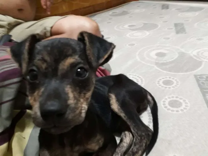 Cachorro ra a SRD idade Abaixo de 2 meses nome Nino